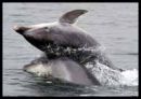 Dolphins Reunited